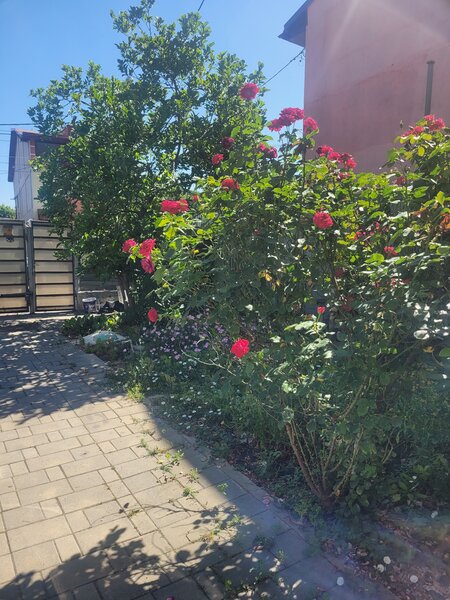 Brancoveanu, Bucuresti,